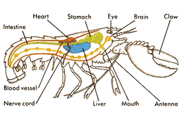 Spiny Lobster - Digestive Systems in Relation to Phylums